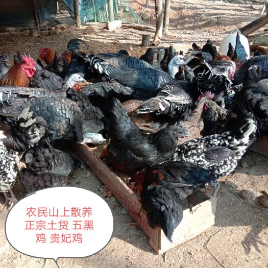 浏阳市 【自繁自销】正宗散养土鸡2/3斤左右 全天然无公害无污染环境