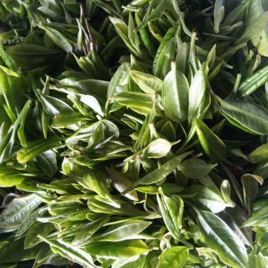 山阳县 陕南绿茶明前毛尖炒青【500g】/袋