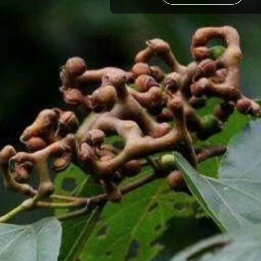 灵山县万寿菊苗 万寿菊果苗