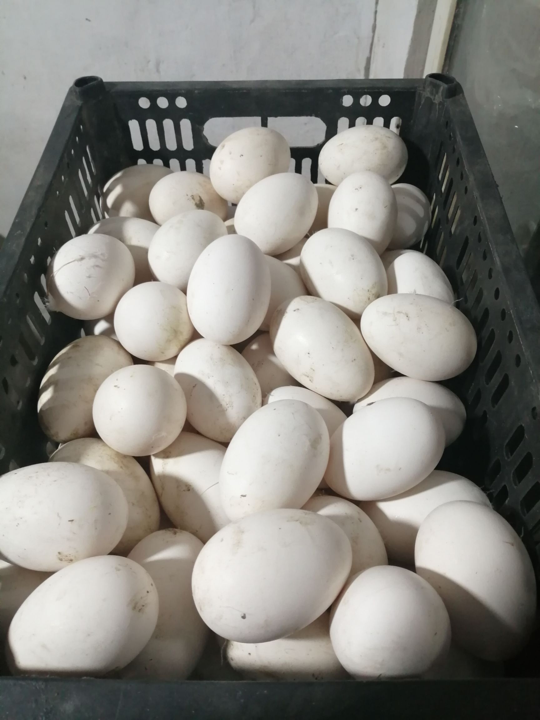  大量批发鹅蛋（新鲜鹅蛋）