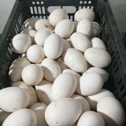 海城市 大量批发鹅蛋（新鲜鹅蛋）