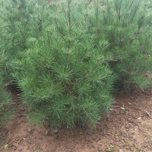 蓝田县 长期供应各种规格白皮松