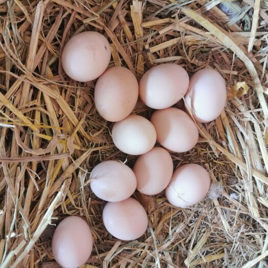农村散养的土鸡蛋，晓田园散养土鸡蛋