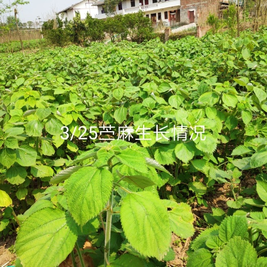 大竹县艾青团 四川土特产绿苎头 青团原料 苎麻嫩叶 绿团子原料  绿苣头