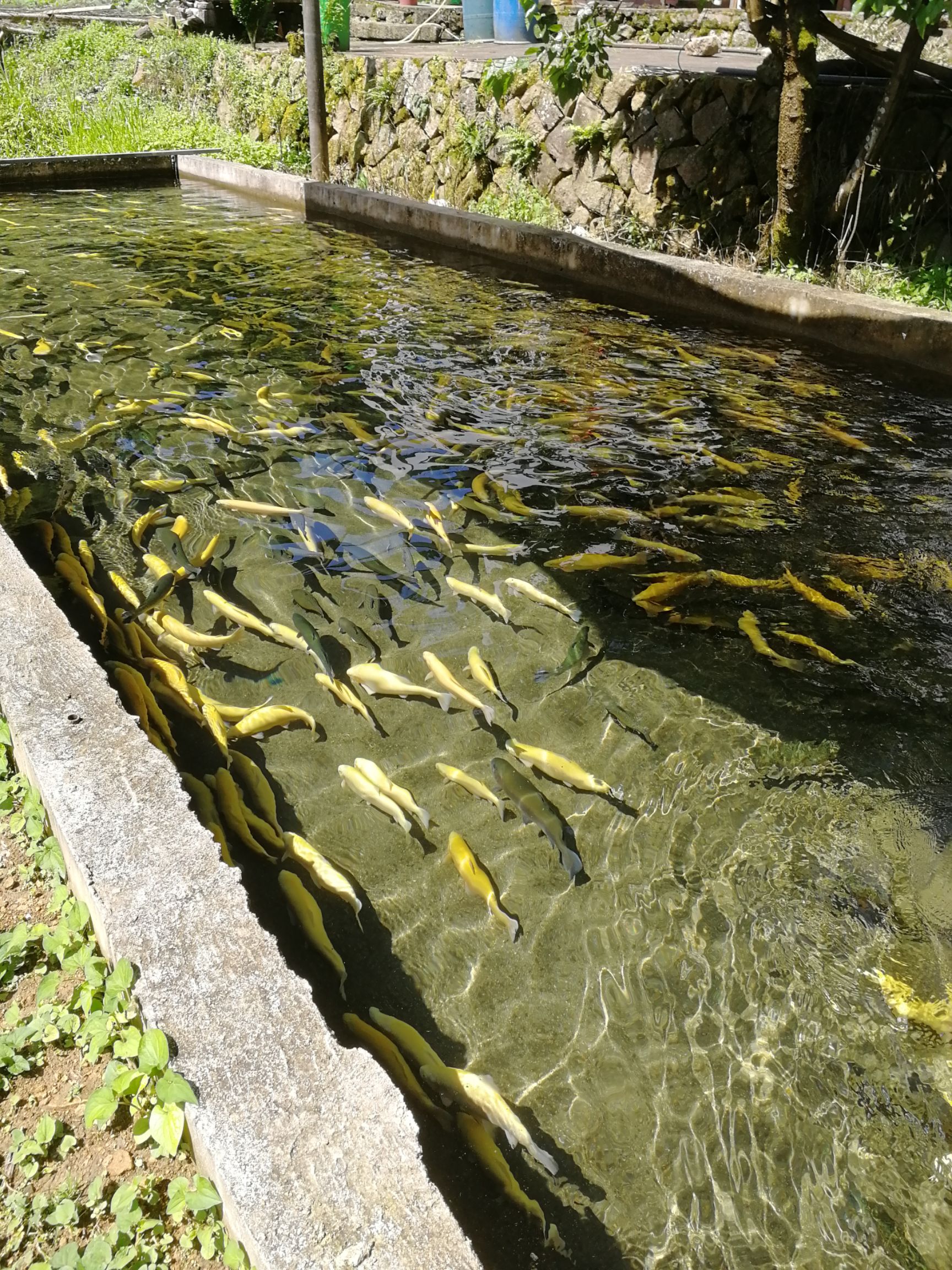 虹鱒魚 高山清泉冷水魚