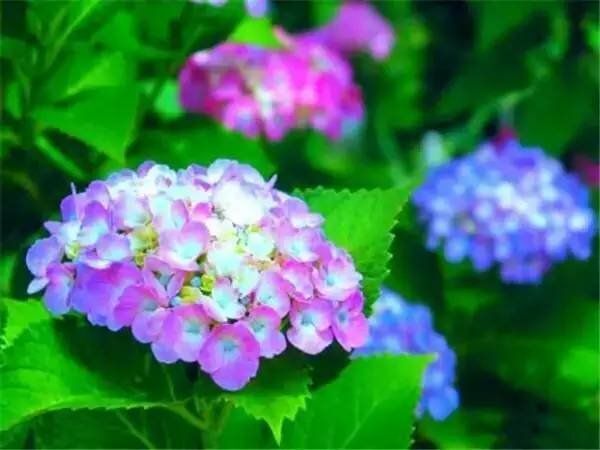 昆明无尽夏绣球   绣球种苗绣球花苗绣球无尽夏花苗绣球八仙花种苗