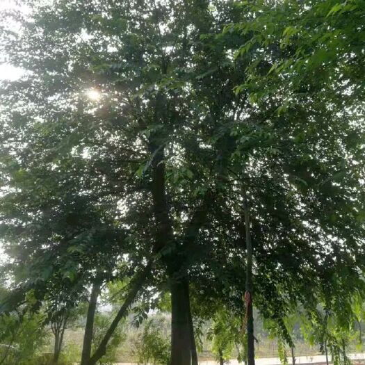 鄢陵县丛生朴树