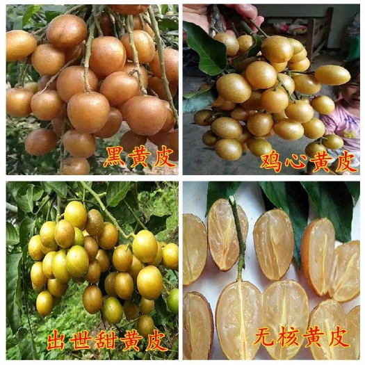 灵山县黑黄皮果苗 基地直销，一手货源！