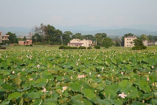 石城县 纯手工，纯农种，天然通芯江西白莲子