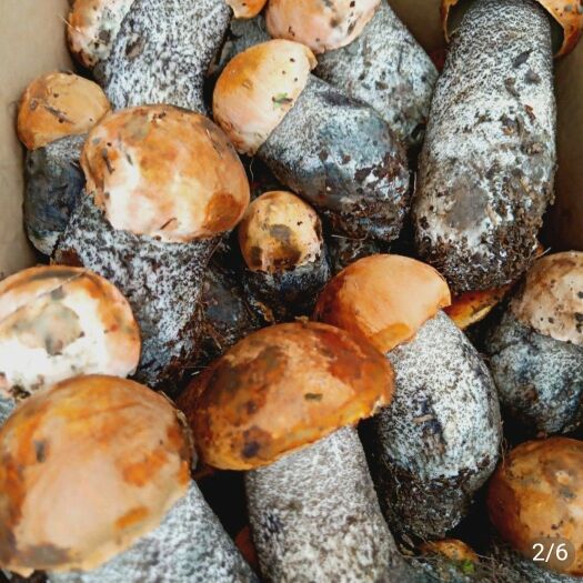 道孚县黄牛肝菌 牛肚菌