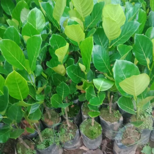 徐闻县马来西亚一号菠萝蜜苗