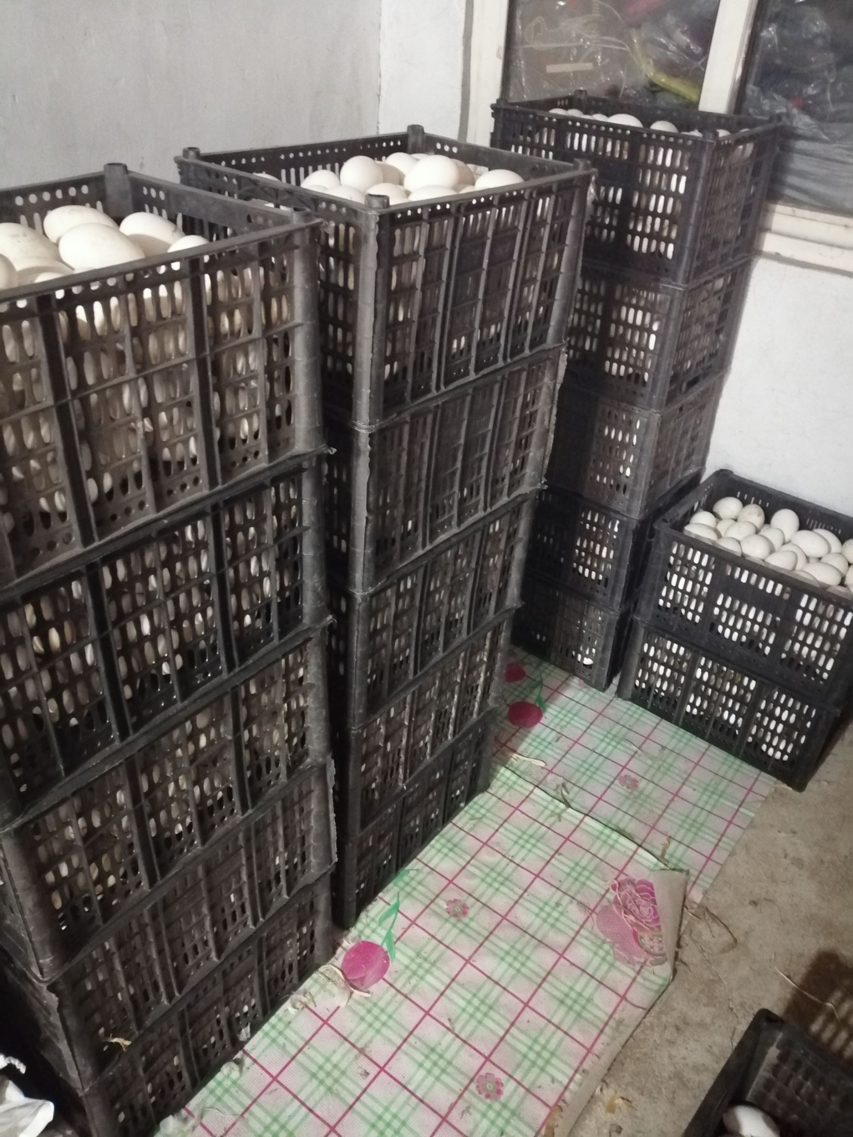  大量批发鹅蛋（新鲜鹅蛋）
