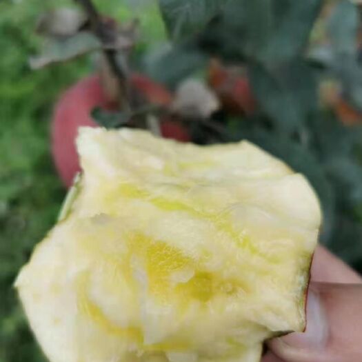 昭通昭通糖心红富士苹果
