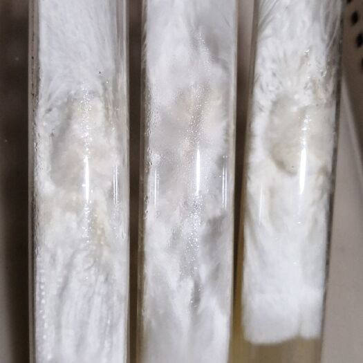 南平竹荪菌种  竹荪母种斜面试管种子一级种子D88国家认定竹荪品种主栽品种