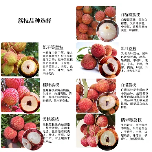 灵山县 荔枝苗，品种齐全，质量保证，基地直发！