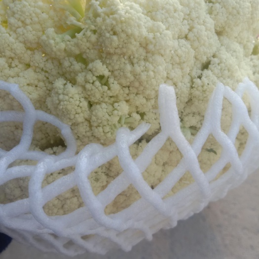 沛县绿包菜  白面青梗散花常年不断货不缺货今天现场收购价0.4元