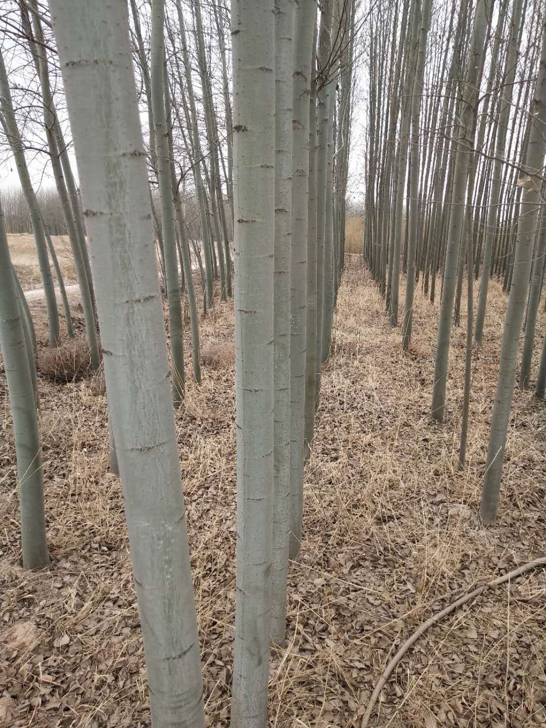 青皮杨 胡杨基地