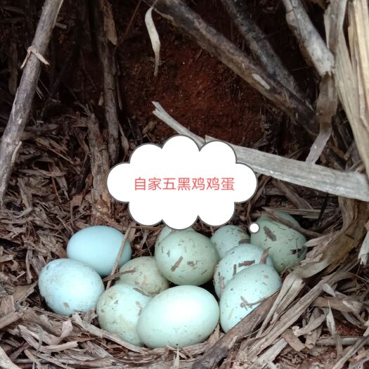 浏阳市 【自繁自销】正宗土货散养土鸡蛋 品质保证 新鲜安全 一手货