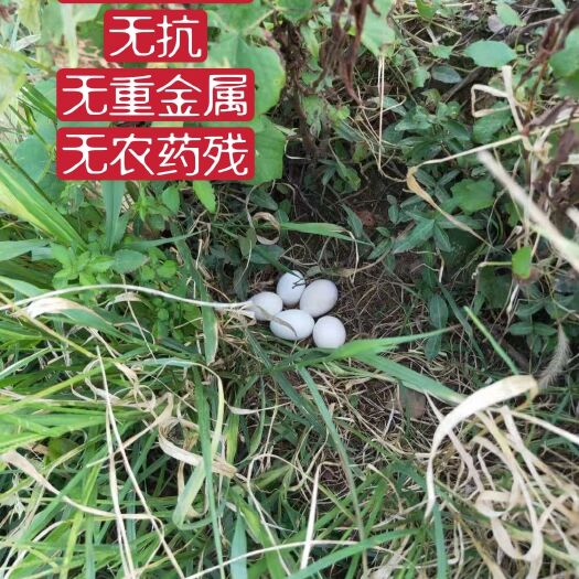 龙游县 散养贵妃鸡蛋 土鸡蛋 50枚一盒精美包装包邮