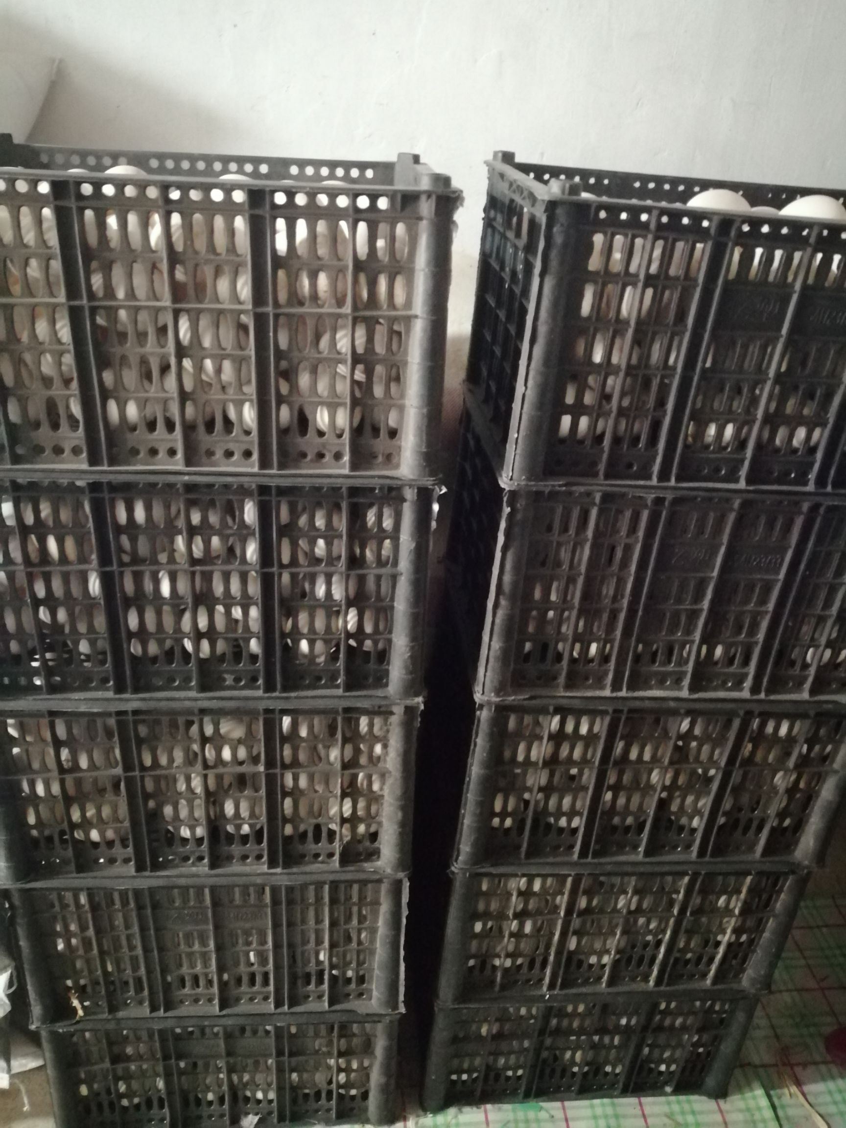  大量批发鹅蛋（新鲜鹅蛋）