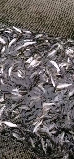 东莞市 鱼场直供，好靓的，土鲮鱼苗，各种规格，欢迎前来选购