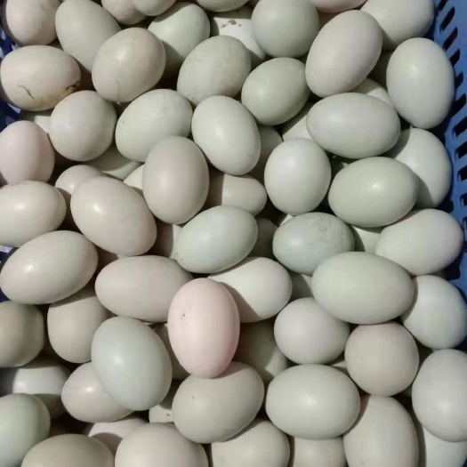 保靖县新鲜土鸭蛋