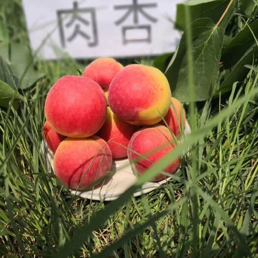 泾阳县 泾河湾太平红杏