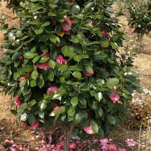 阳新县 精品山茶花树