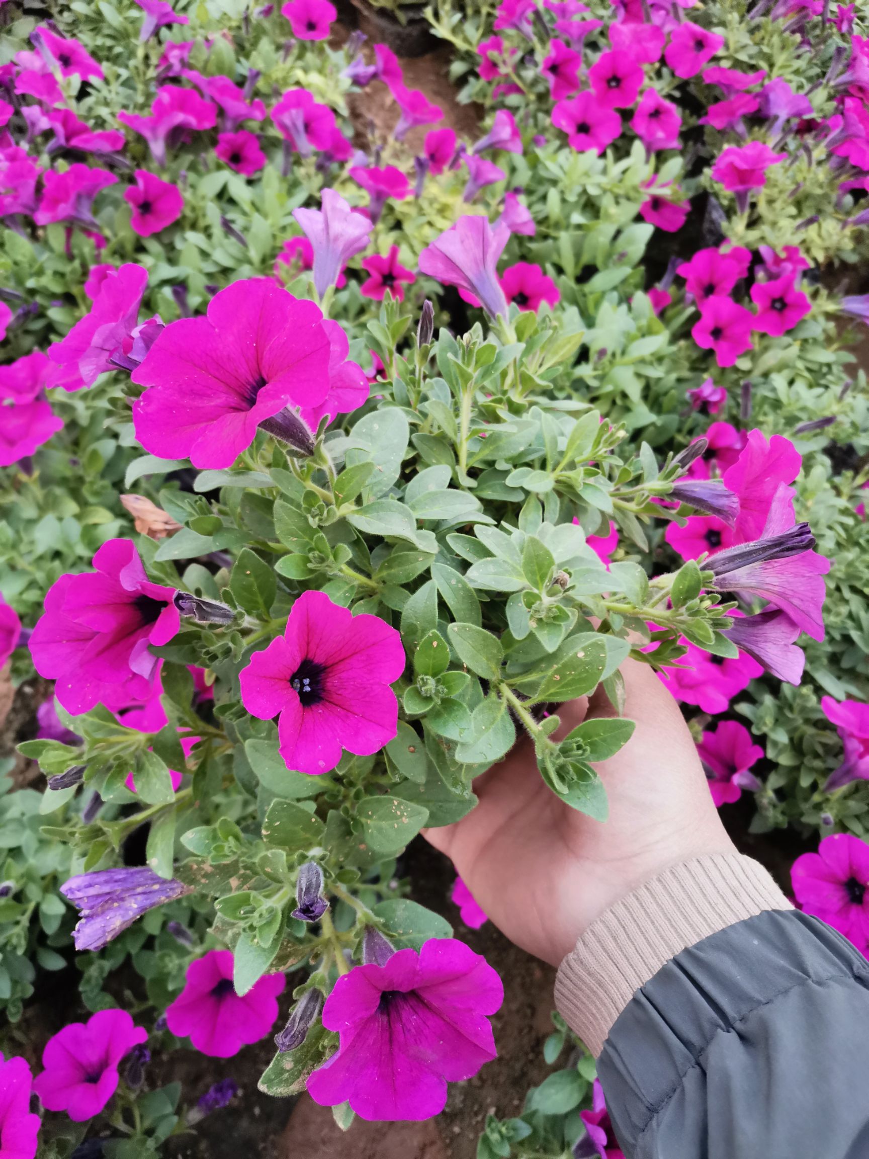  垂钓牵牛 牵牛花 组摆花卉