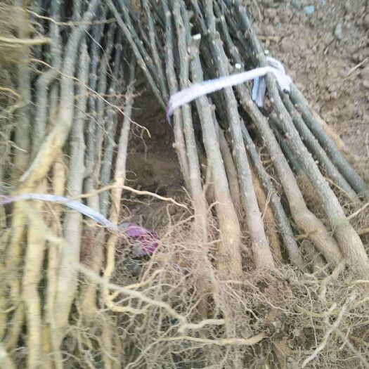 陇南 各种花椒苗
