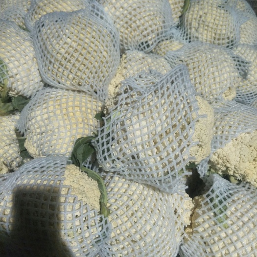 邯郸白面青梗松花菜  大量供应白面青更松花，有需要的老板请与我联系