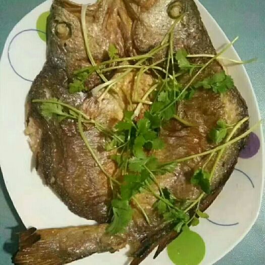 福鼎市 渔之源咸香大黄鱼手工腌制调味新鲜脱脂黄鱼，免杀免洗咸香黄鱼