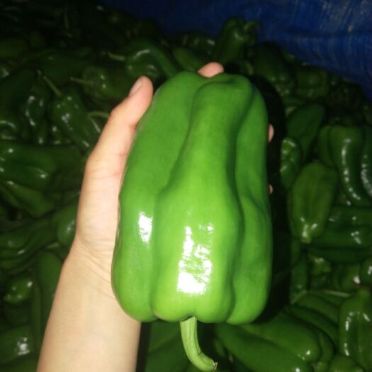 济南菜椒 精品太空椒