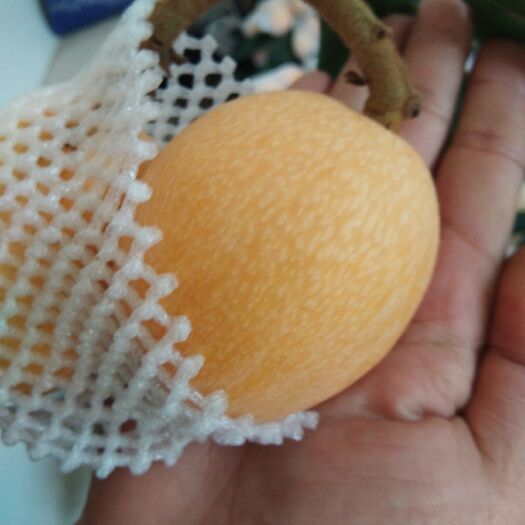 云霄县云霄枇杷 来吧。精品