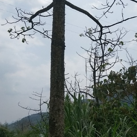 东兰县苦楝树苗 本地木棉树
