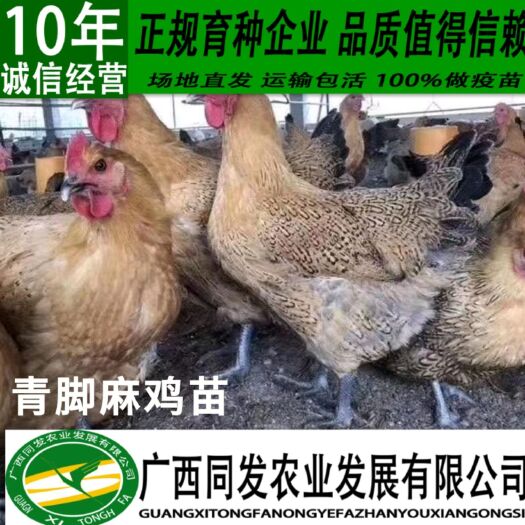 南宁 快大青脚麻鸡苗 可长10斤以上的鸡 青脚麻快大肉鸡苗