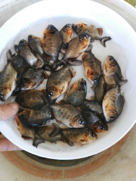 广州 鲳鱼苗 白鲳鱼苗  优质鲳鱼苗