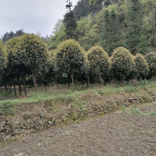 余庆县 大量出售各种规格桂花树