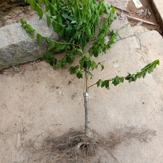 灵山县三华李苗，正宗银妃，早中晚熟的都有