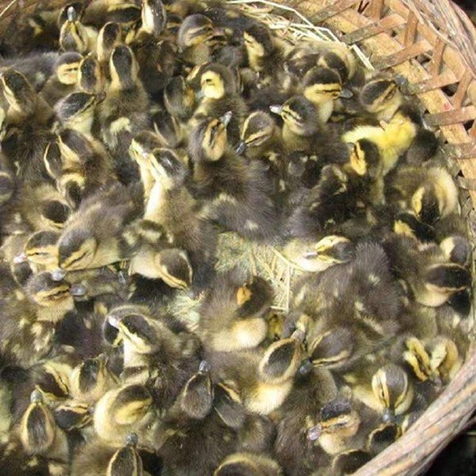 沭阳县 大种麻鸭苗 番鸭苗活体 肉鸭 金定鸭  杂交鸭