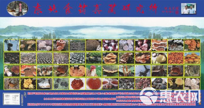 灵芝菌种 东北云芝菌种，云芝母种出售，食用菌栽培一级菌，量大需要预约