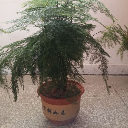 新沂市 大文竹