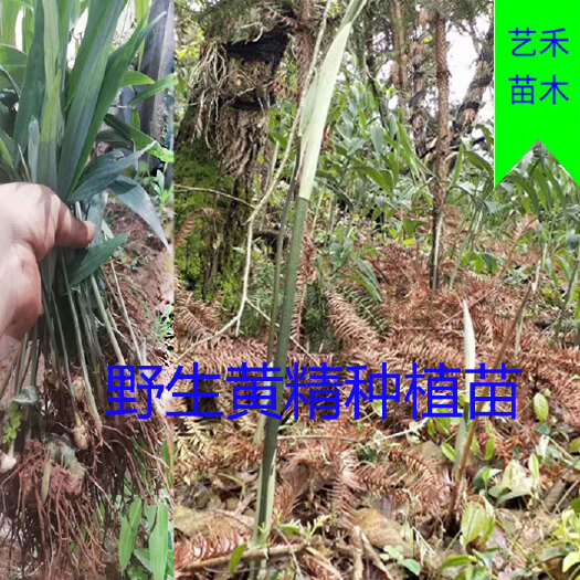 隆回县 黄精种苗多花黄精种苗姜形黄精