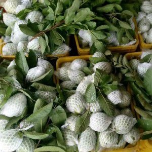 化州市自种自产过百亩番石榴、欢迎各大老板装果
