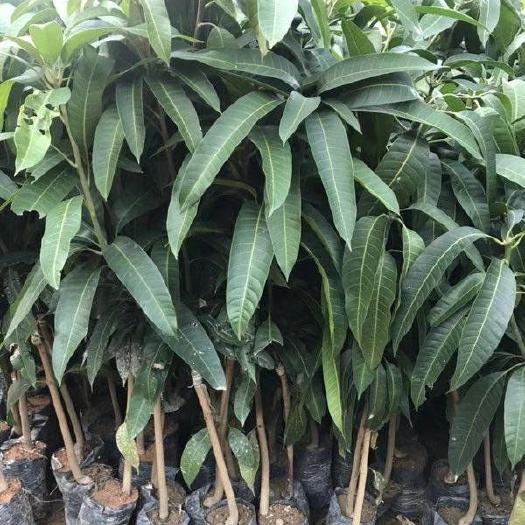 灵山县芒果苗树嫁接金煌芒果苗红贵妃芒果树苗当年结果盘栽地栽