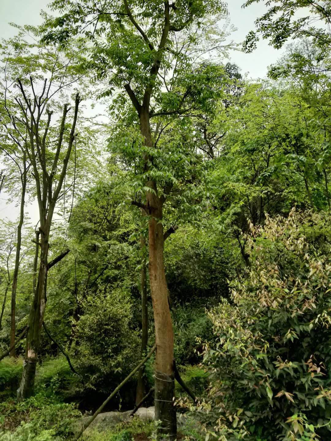 小叶朴  大朴树