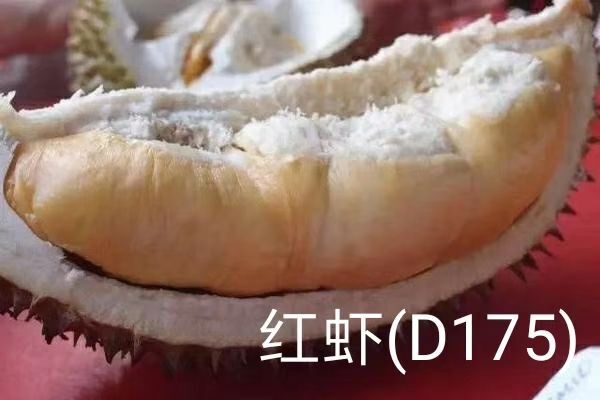 广州葫芦榴莲 红虾 葫芦 液氮整果 5月份准备进入国内现接受预定 价格美
