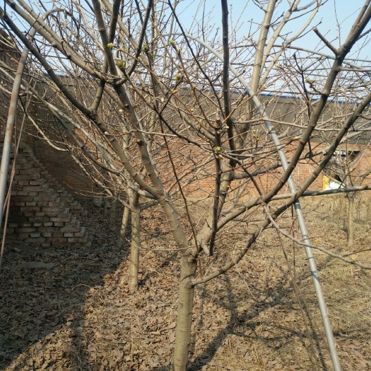 沈阳大五星山楂树苗 六年生的山楂树