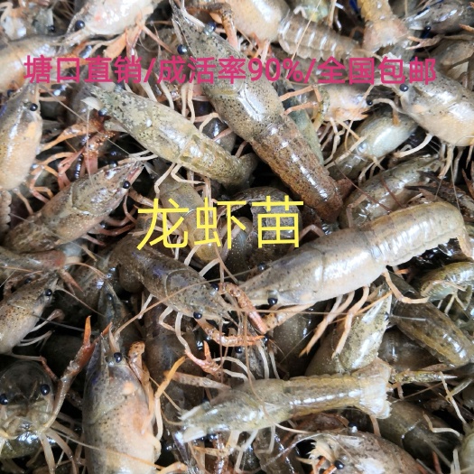 沭阳县小龙虾苗 小龙虾养殖