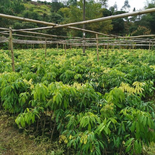 灵山县无核荔枝苗 无核荔枝容器苗